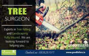 Tree Surgeons Colchester